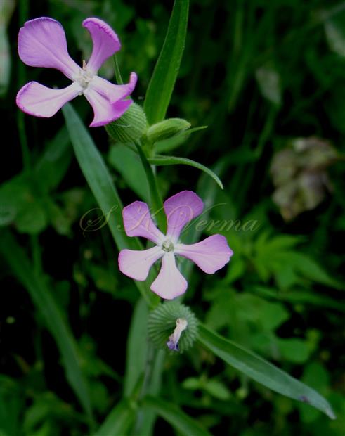  Flowering branch